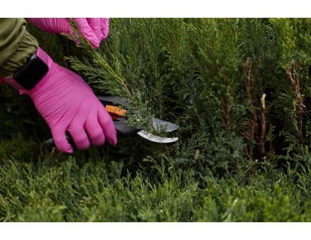 Обрезка и укрытие хвойных растений осенью