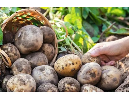 Обработка картофеля перед посадкой: как и чем? Обработка картофеля перед посадкой: как и чем?