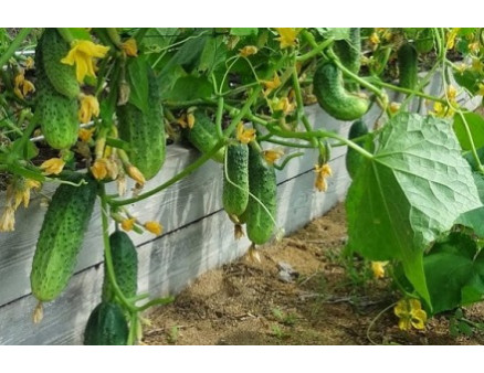 Как ухаживать за огурцами в открытом грунте Как ухаживать за огурцами в открытом грунте