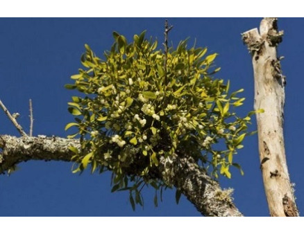 Омела и ее влияние на деревья Омела и ее влияние на деревья