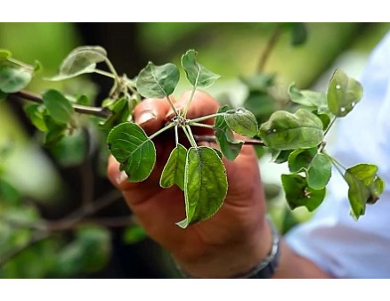 Опадают завязи на плодовых деревьях. Что делать? Опадают завязи на плодовых деревьях. Что делать?