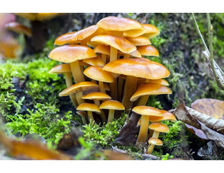 Опята: как вырастить вкусные грибы из фирменного мицелия