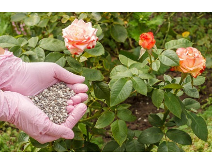 Органічні та мінеральні добрива для літнього підживлення троянд