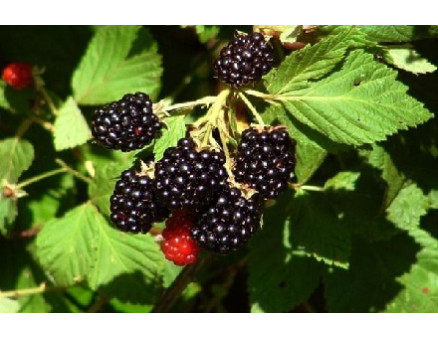 Правила выращивания, ухода, размножения и обрезки ежевики