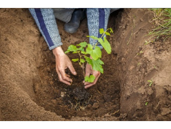 Как и в какое время проводится осенняя высадка винограда черенками и саженцами?