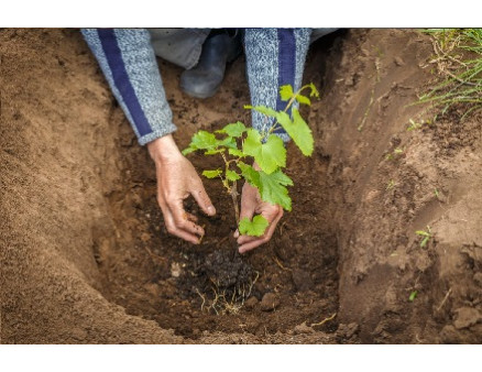 Как и в какое время проводится осенняя высадка винограда черенками и саженцами?