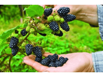 Посадка и уход за садовой ежевикой: 5 золотых правил