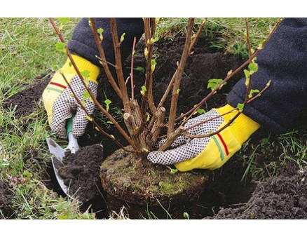 Осенняя посадка крыжовника