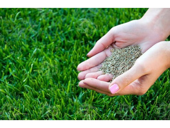 Осінній підсів газону