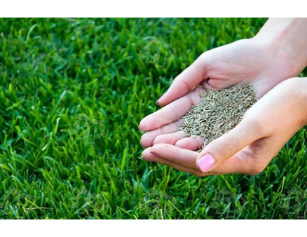 Осенний подсев газона Осенний подсев газона