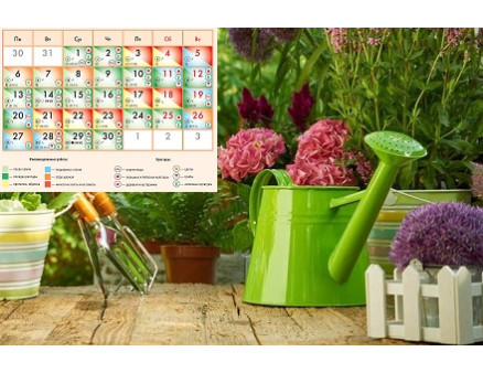 Посевной календарь на июнь 2022: что и когда сажать Посевной календарь на июнь 2022: что и когда сажать