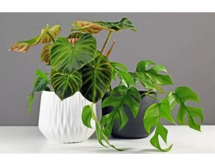 Особенности ухода за филодендроном