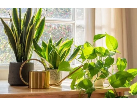 Особенности весеннего ухода за комнатными растениями