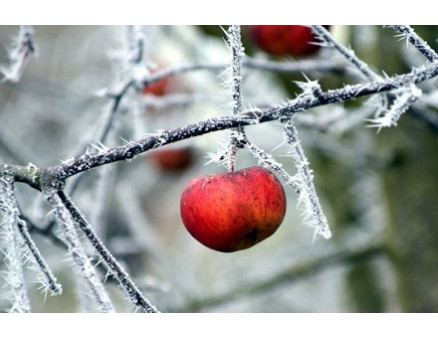 Особенности ухода за яблоней в зимнее время: советы от Клиома Сервис