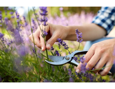 Особенности обрезки лаванды