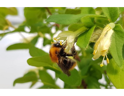 Особенности перекрестного опыления жимолости
