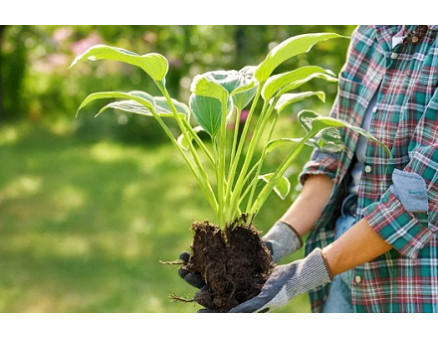 Особенности пересадки хосты