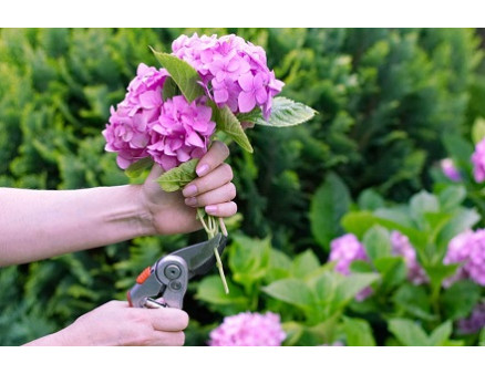 Особенности весенней обрезки гортензии