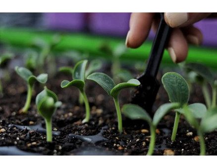 Особенности выращивания рассады в теплице