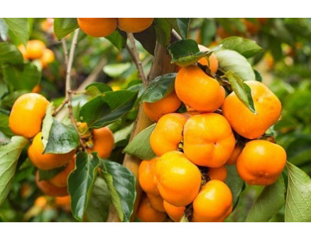 Особенности выращивания хурмы Особенности выращивания хурмы