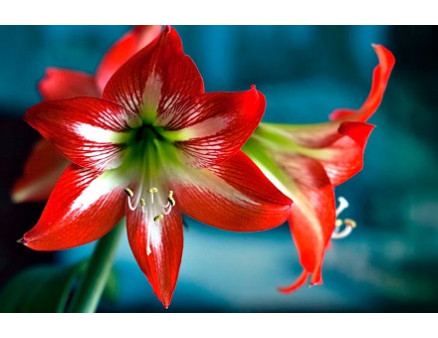 Особливості вирощування гіпеаструма