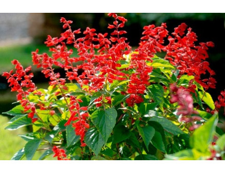 Особенности выращивания сальвии