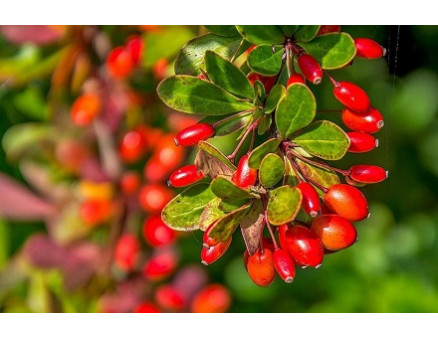 Особенности выращивания барбариса Особенности выращивания барбариса