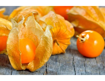 Особенности выращивания физалиса в Украине Особенности выращивания физалиса в Украине