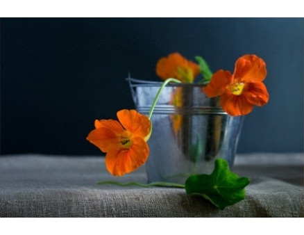 Особенности выращивания настурции