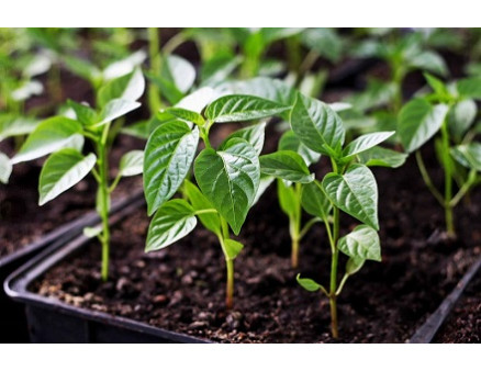 Особенности выращивания рассады перца Особенности выращивания рассады перца