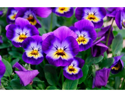 Особенности выращивания виолы Особенности выращивания виолы