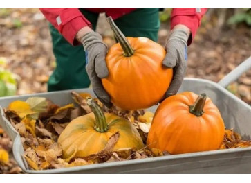 Особенности зимнего хранения тыквы Особенности зимнего хранения тыквы