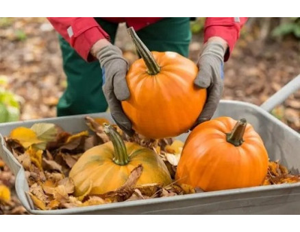 Особливості зимового зберігання гарбузів Особливості зимового зберігання гарбузів
