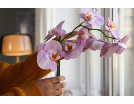 Особливості догляду за орхідеями взимку Особливості догляду за орхідеями взимку