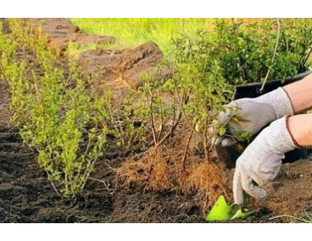 Особливості осінньої посадки смородини