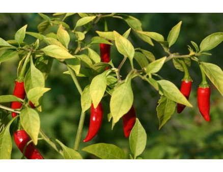 Как вырастить острый декоративный перец в горшке?