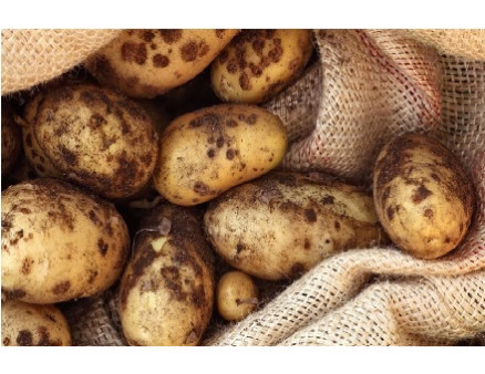 Парша на картофеле: почему появляется и как лечить Парша на картофеле: почему появляется и как лечить