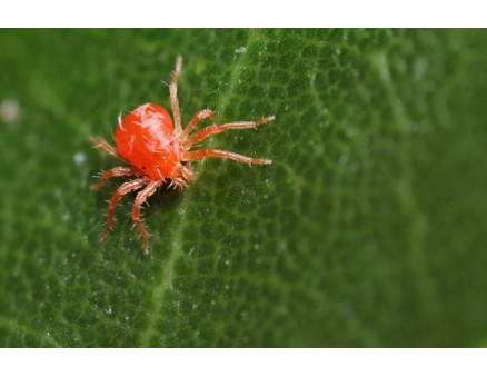 Паутинные клещи: как избавиться от них