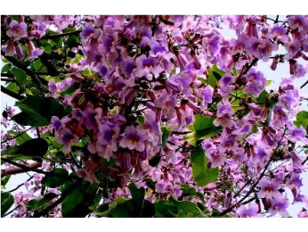 Павловния – необычное красивое растение