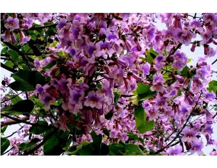 Павловния – необычное красивое растение Павловния – необычное красивое растение