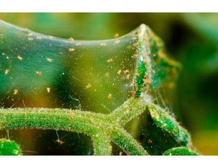 Паутинный клещ на огурцах: как с ним бороться?