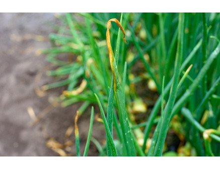 Пероноспороз лука: что делать? Пероноспороз лука: что делать?