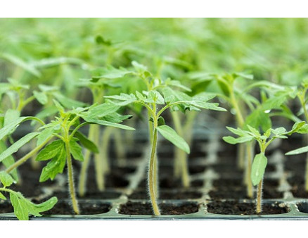 Переросла рассада томатов. Что можно сделать?