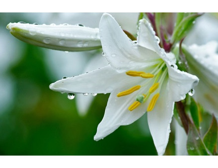 Пересадка лилий осенью Пересадка лилий осенью