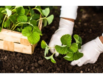 Преимущества осенней посадки клубники