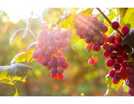 Основные преимущества привитого саженца винограда Основные преимущества привитого саженца винограда