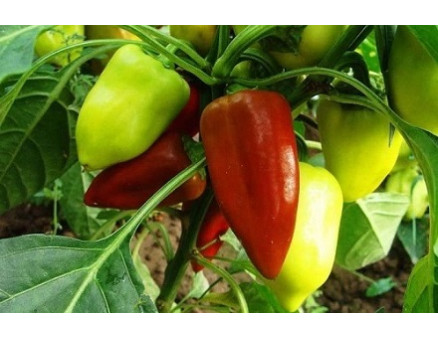 Перец в открытом грунте: как подготовить почву и ухаживать за культурой 