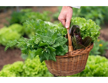 Подготовка второго посева овощей для осеннего урожая Подготовка второго посева овощей для осеннего урожая