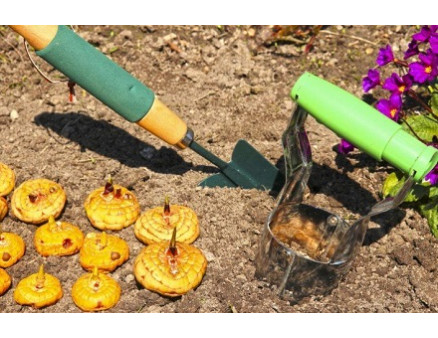 Подготовка гладиолусов к посадке весной