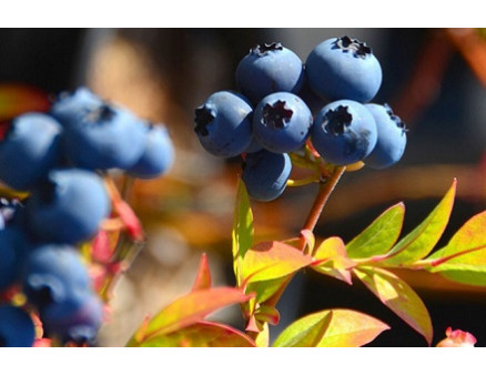 Подготовка голубики к зиме Подготовка голубики к зиме